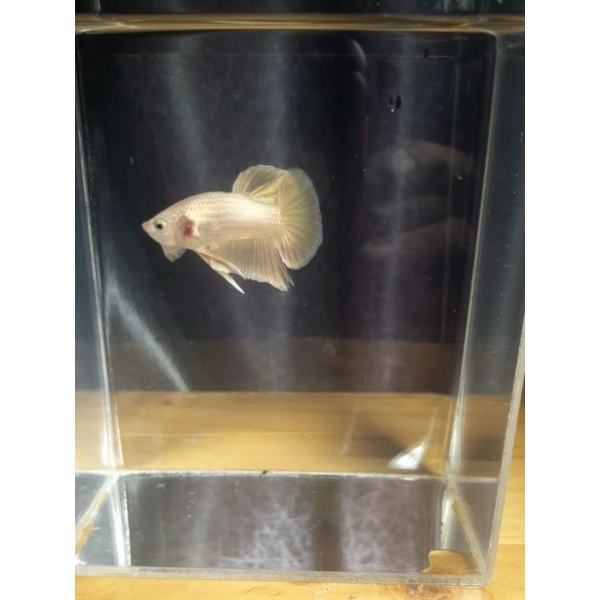 Cupang Super Gold 24 Karat / 100% Sesuai Foto / Avatar Gordon / Kuncop / FCCP / Hellboy / Iron Man