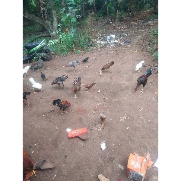 

ayam kampung,ayam bangkok,ayam semi campuran