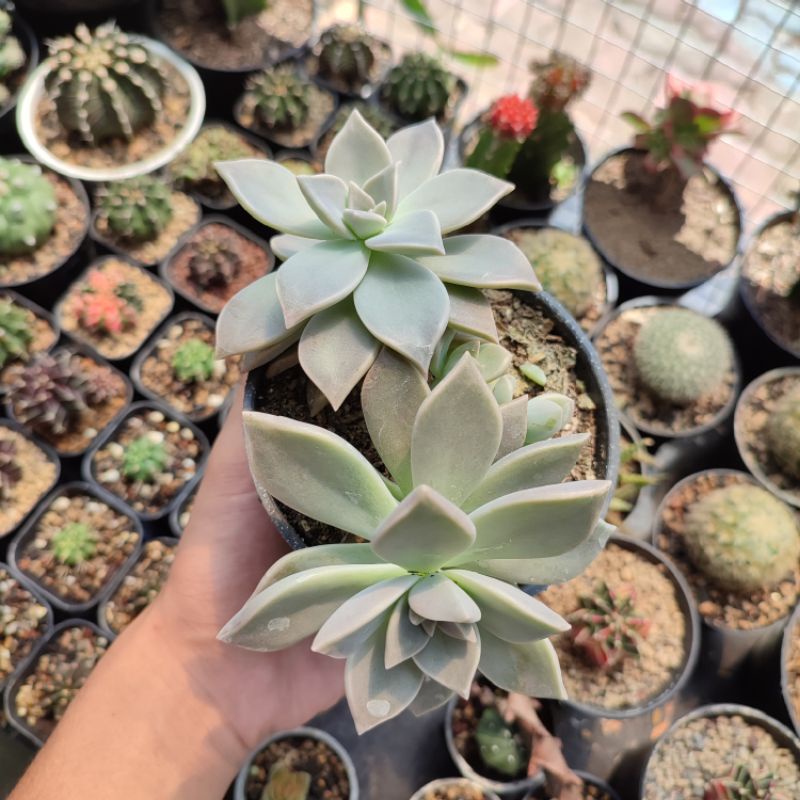 Sukulen ghost plant/ Graptopetalum paraguayense