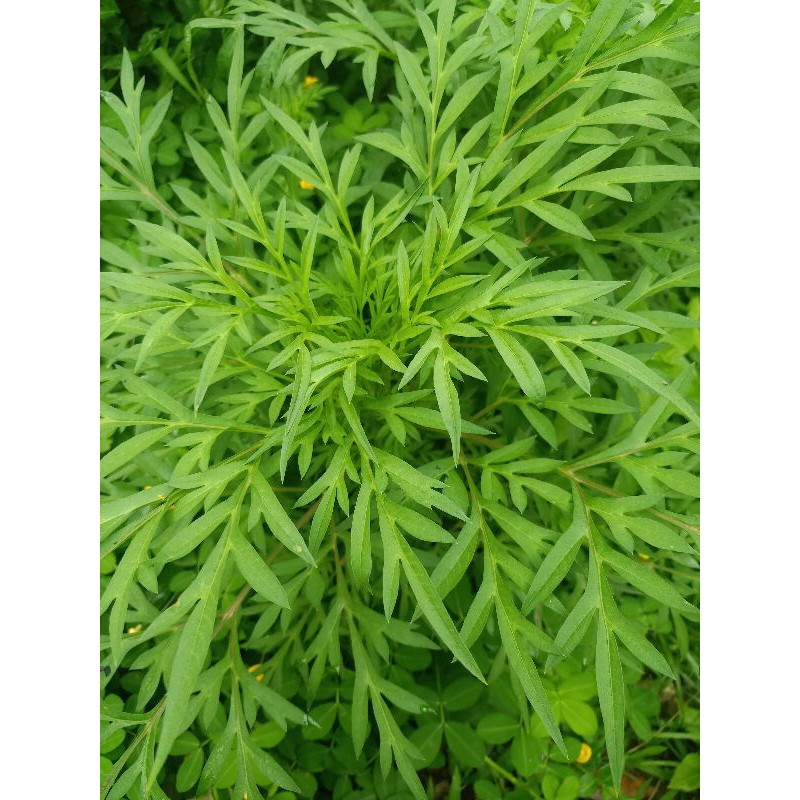 

Daun Kenikir 1 kg segar