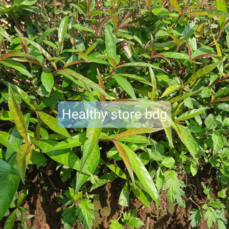 

Daun Prasman Atau Daun Gandarusa Segar