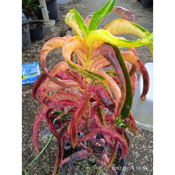 tanaman hias bunga puring langka dan terjamin bunga puring koleksi puring tanduk merah langka