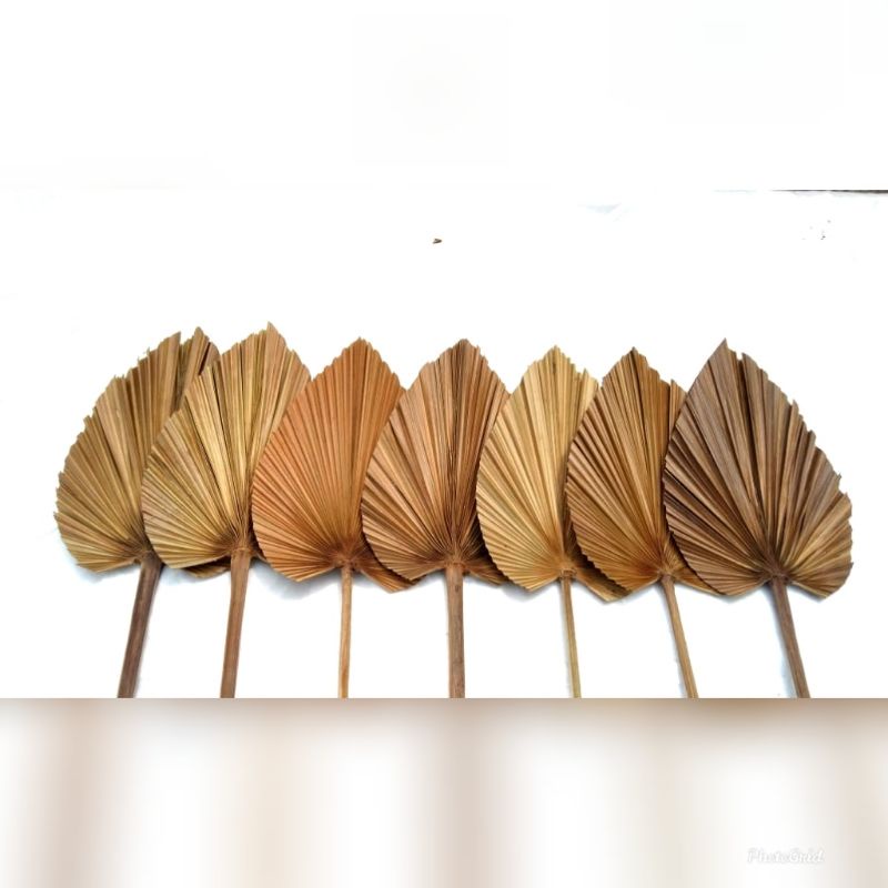 DAUN PALEM KERING MINI LUCU | DEKORASI | RUSTIC