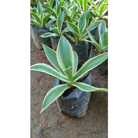 BIBIT BUNGA AGAVE