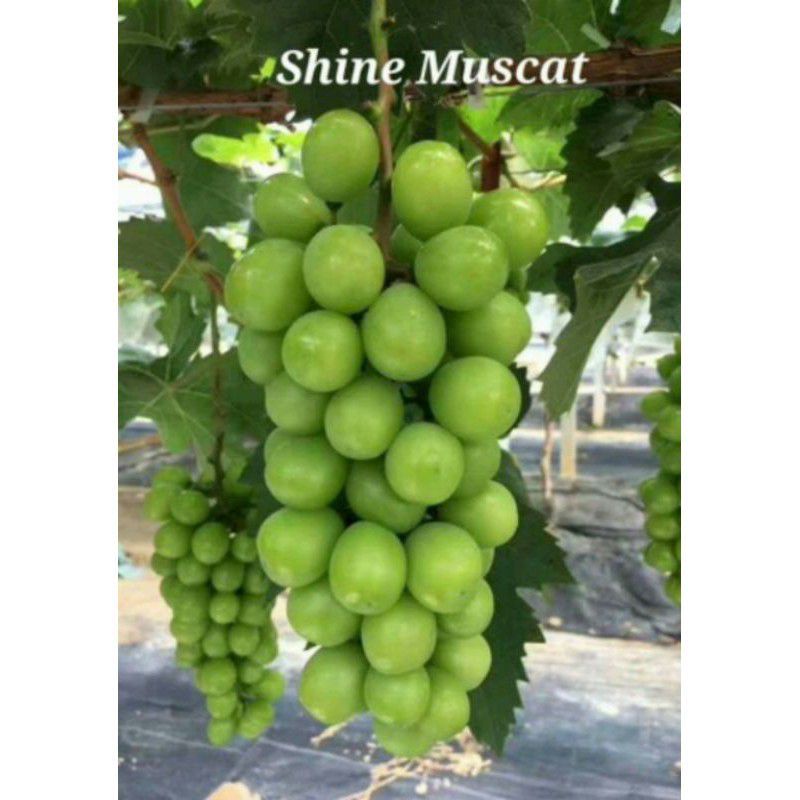 bibit anggur shine muscat valid