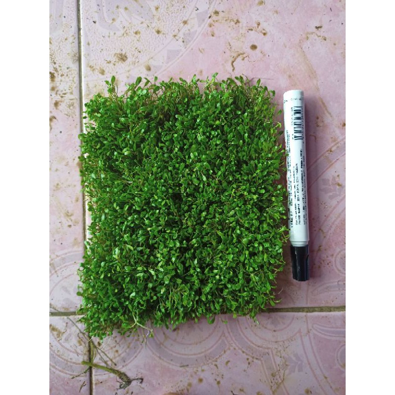 tanaman karpet Aquascape glosostigma