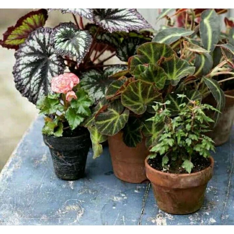 PAKET TANAMAN HIAS BEGONIA