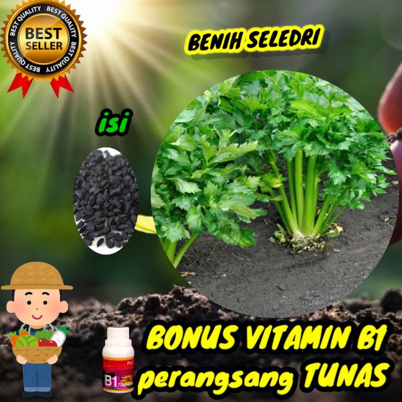 benih seledri unggul garuda seed