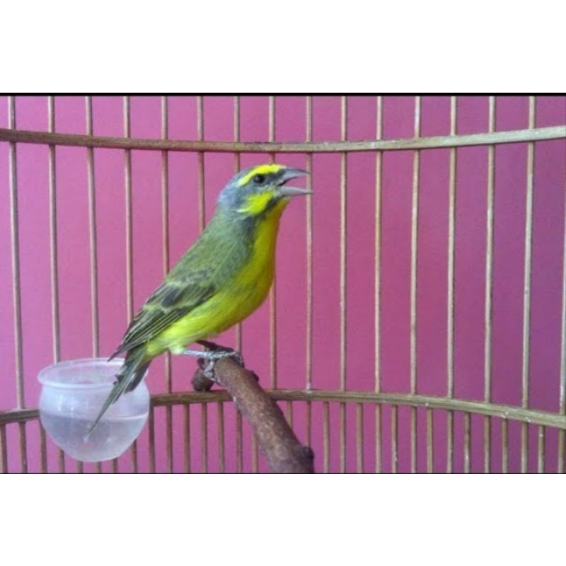 Jual Burung mozambik ori afrika jantan rajin | Shopee Indonesia