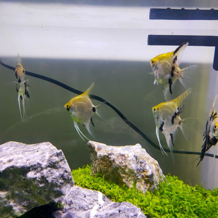 manfish 3 colour ikan hias aquarium aquascape