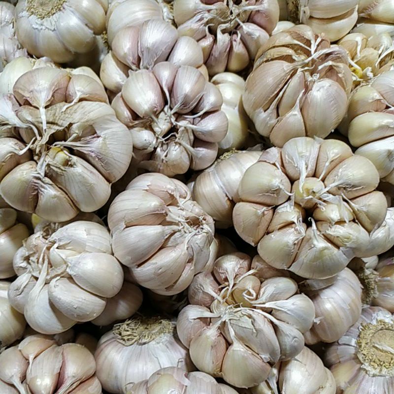 Jual Bawang Putih Banci 1kg Honan Shopee Indonesia