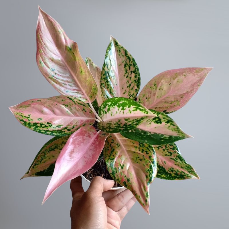Aglonema Silverbell / Aglonema Silverbell Merah remaja / Tanaman Hias bunga Aglaonema Twingkell pink