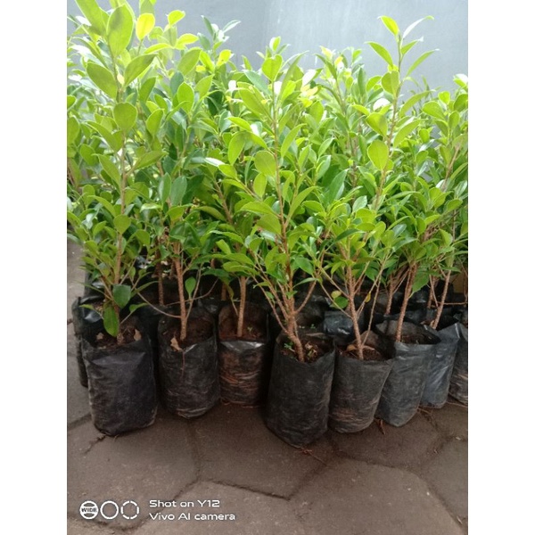 Bahan Bonsai Kimeng