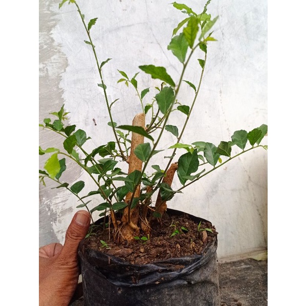 serut HIDUP bahan bonsai