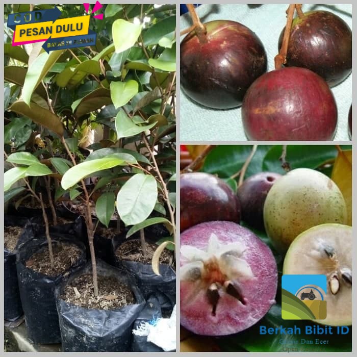 Bibit Buah Kenitu Ungu super unggul