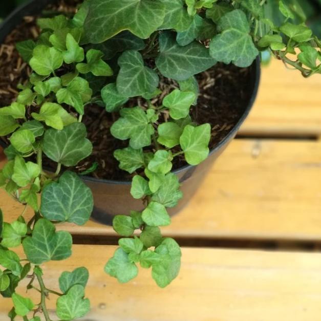 ► English Ivy / English Ivy Hijau ✺