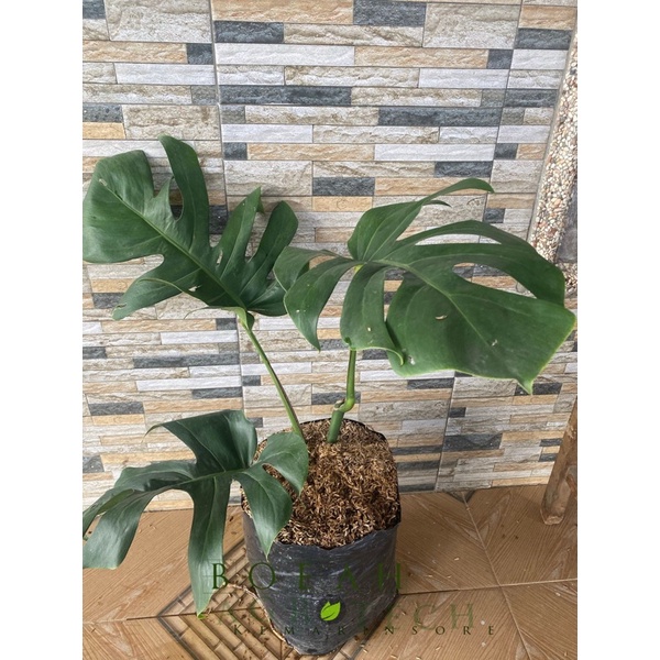 Tanaman Hias Monstera Borsigiana