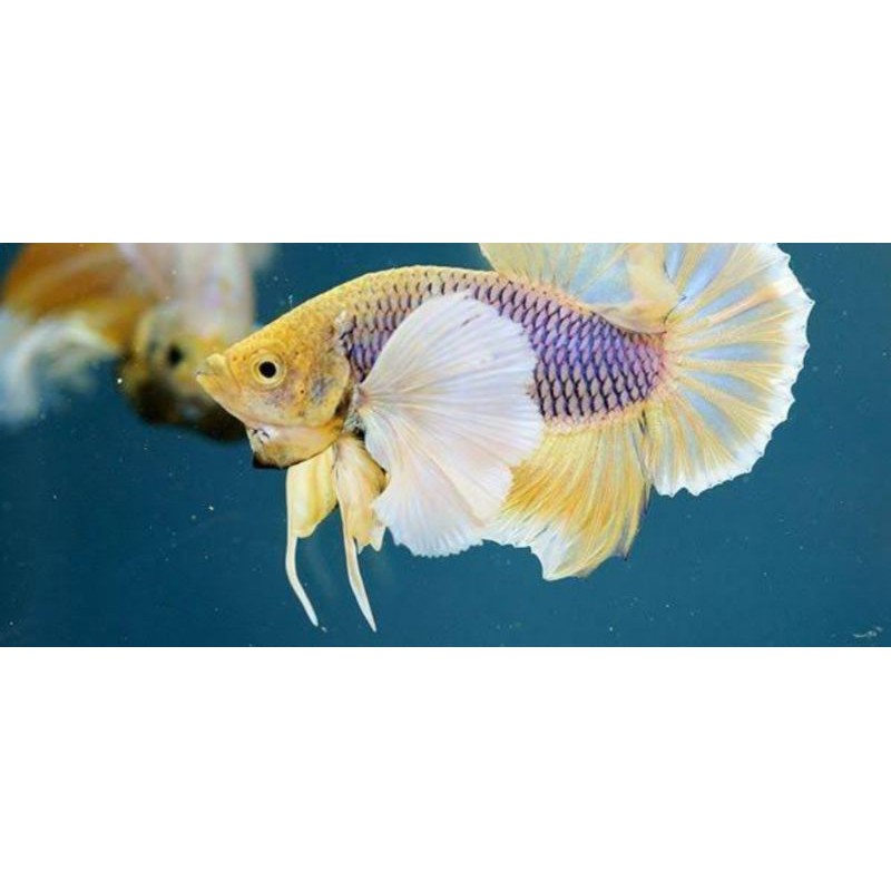 ikan  cupang Dumbo Aer  RANDOM