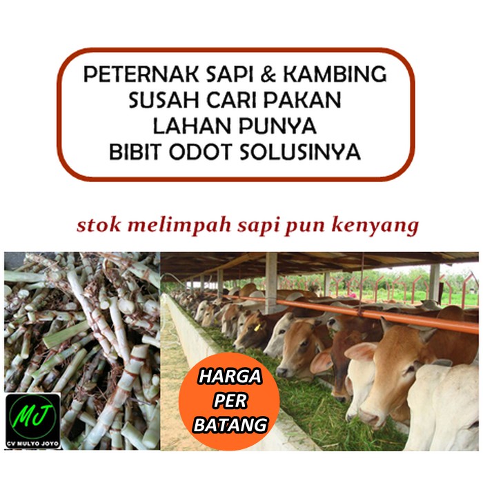 Benih Rumput ODOT benih rumput gajah benih rumput gajah mini pakan ternak sapi kambing kerbau