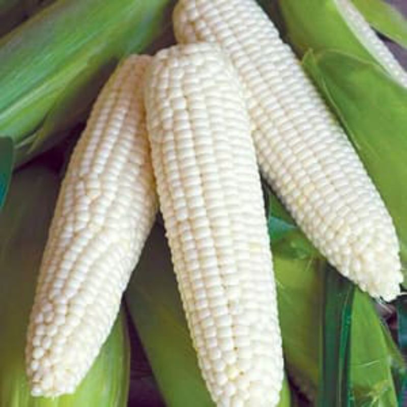 

Jagung ketan putih 1 kg