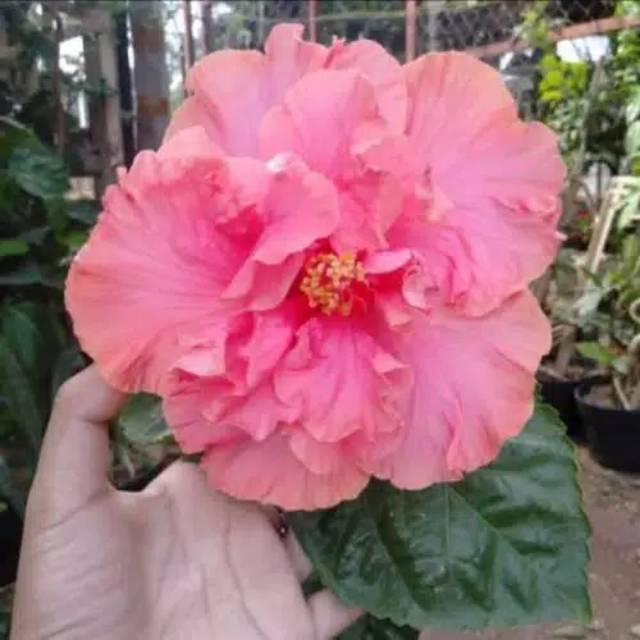 Tanaman bunga sepatu pink tumpuk