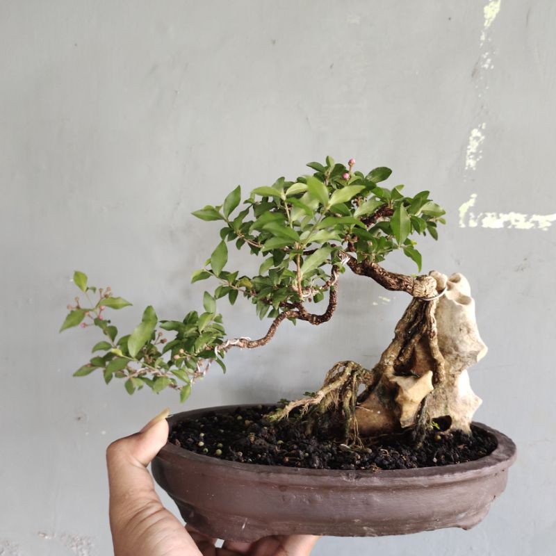 Bonsai On The Rock Diatas Batu Bunga  Sakura Mikro Mame Small