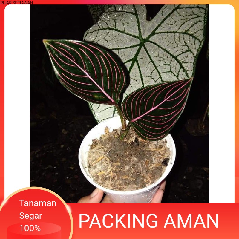 TANAMAN HIAS AGLONEMA ROTUNDUM ACEH//ROTUNDUM ACEH
