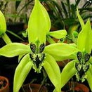 Coelogyne Pandurata Anggrek Hitam Kalimantan