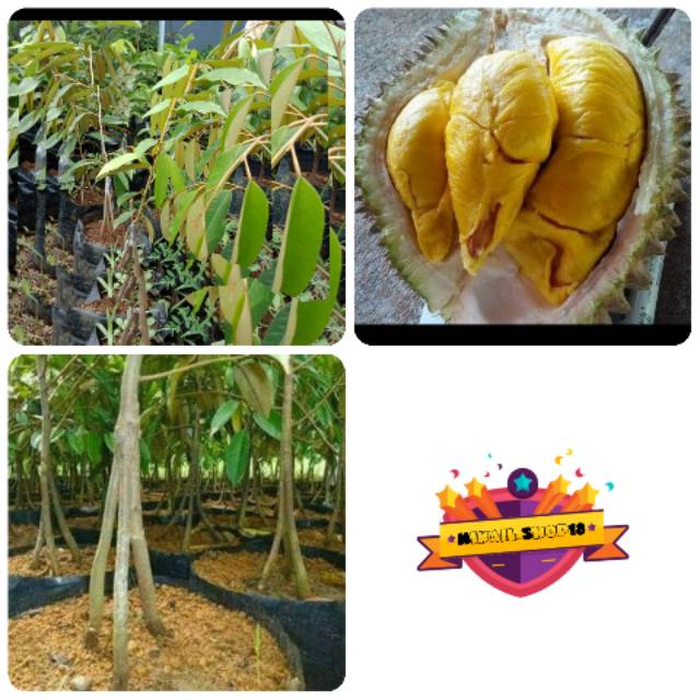 Bibit Pohon Durian Musang King Kaki Tiga(3) - Pohon Duren Musang King