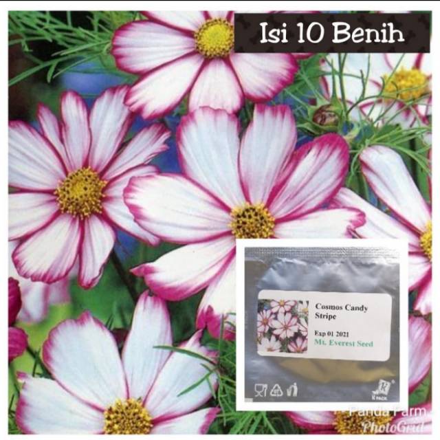 Benih Bunga Cosmos Candy Isi 10 Benih Benih Biji Bunga Benih Kamboja Buanga Kamboja Tanaman Hias