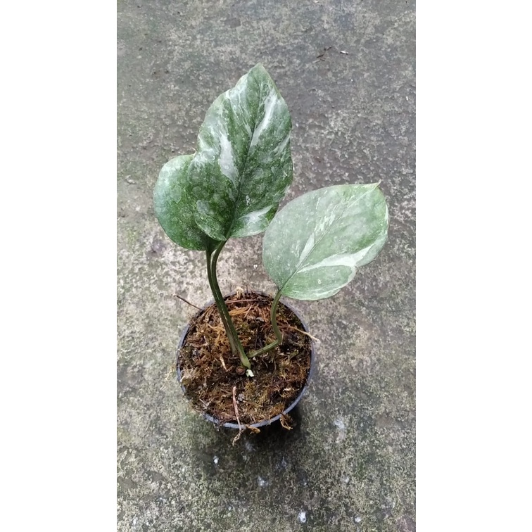 epipremnum silver/epi bagong/SP Merapi