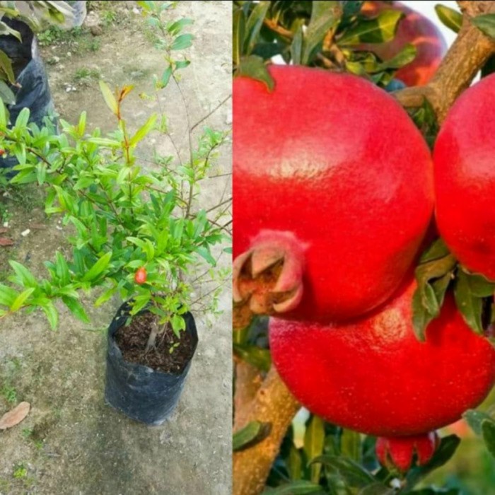 NEW BIBIT TANAMAN BUAH DELIMA JUMBO MERAH - BIBIT DELIMA CEPAT BERBUAH 3