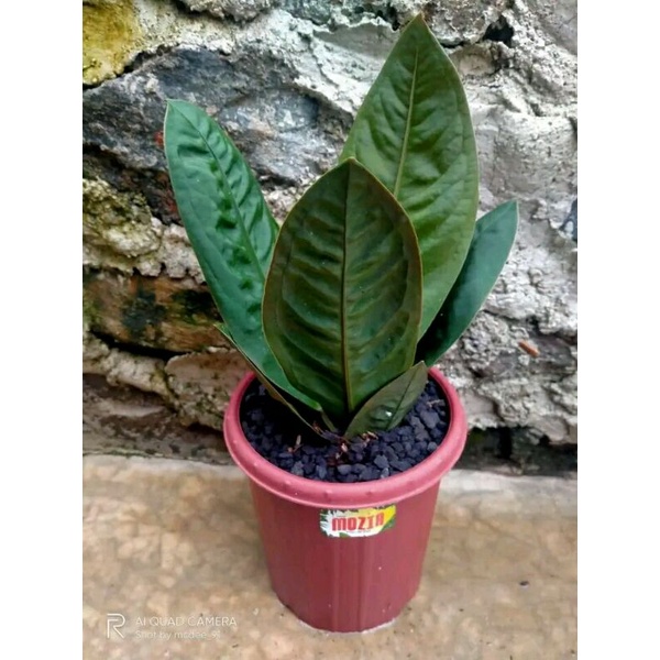 Tanaman Hias Anthurium Neo Superboom / Anthurium Superboom / Anthurium Neo