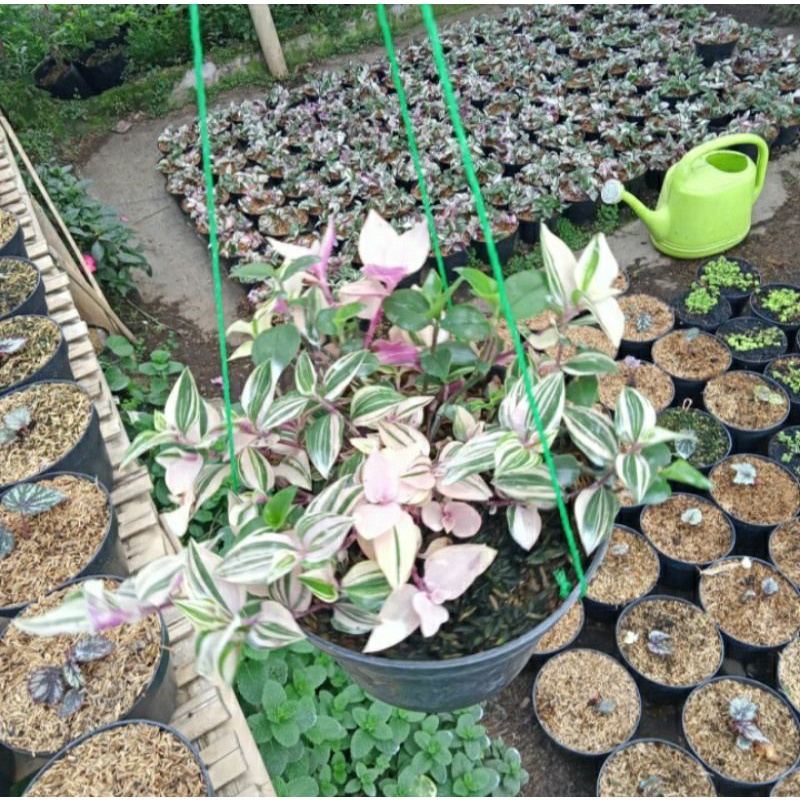 tanaman gantung tradescantia fluminensis tricolour