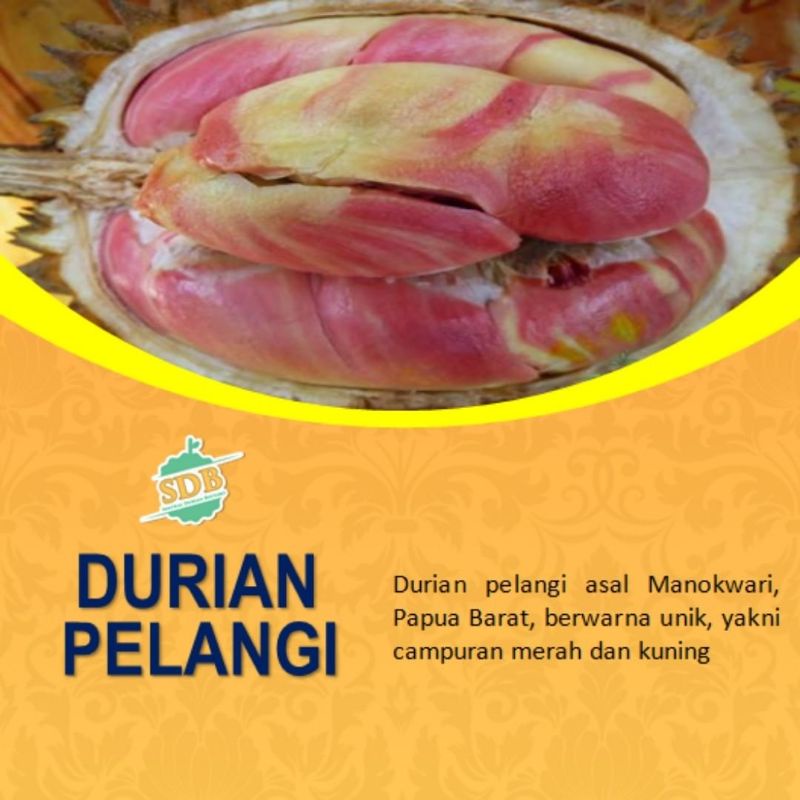 Bibit durian pelangi terlaris