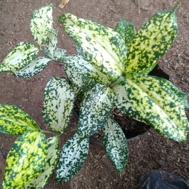 Tanaman hias dracaena florida beauty/Florida beauty