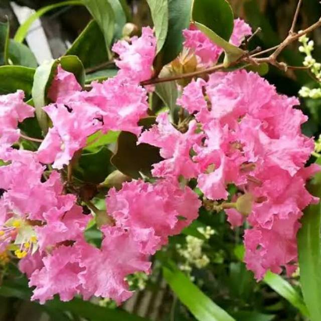 Sakura pink lokal