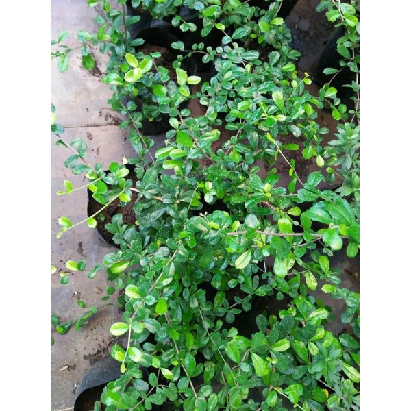 bahan bonsai hokianti mikro / micro