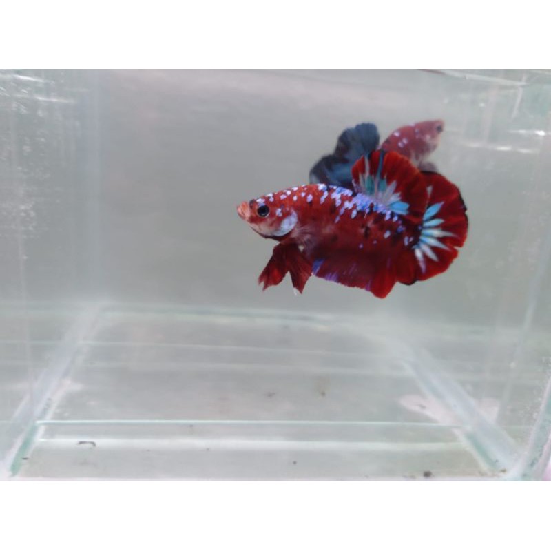 Pejantan cupang koi galaxy multy