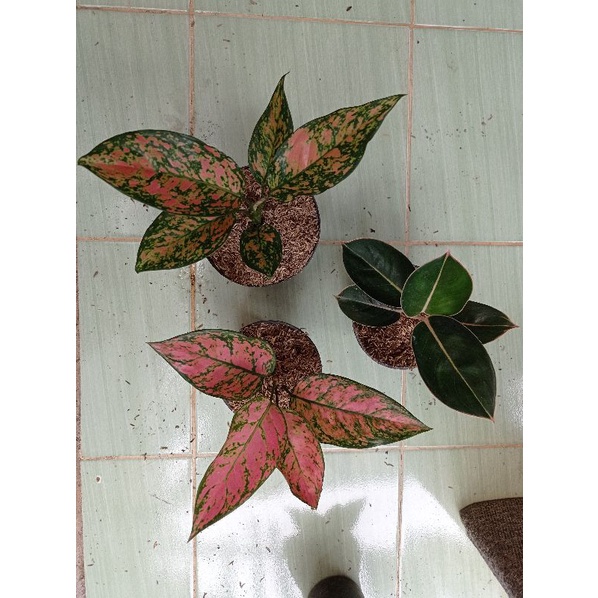 Aglonema Lady valentine & Flaminggo & Ruby orange