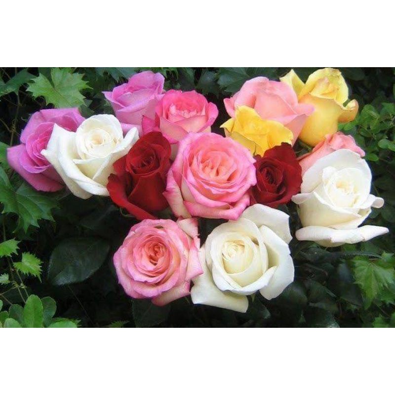 Tanaman Hias Bunga Mawar Macam Macam Bunga Mawar