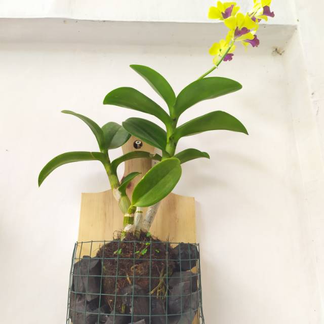 Pot Kayu - Pot Dinding Tempel Anggrek Talenan Kayu Murah Kekinian Minimalis