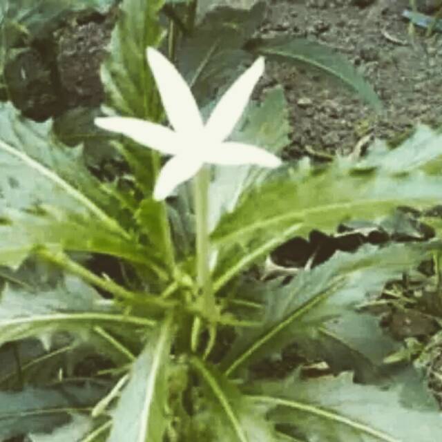 

Promo Daun Kitolod 500 grm segar