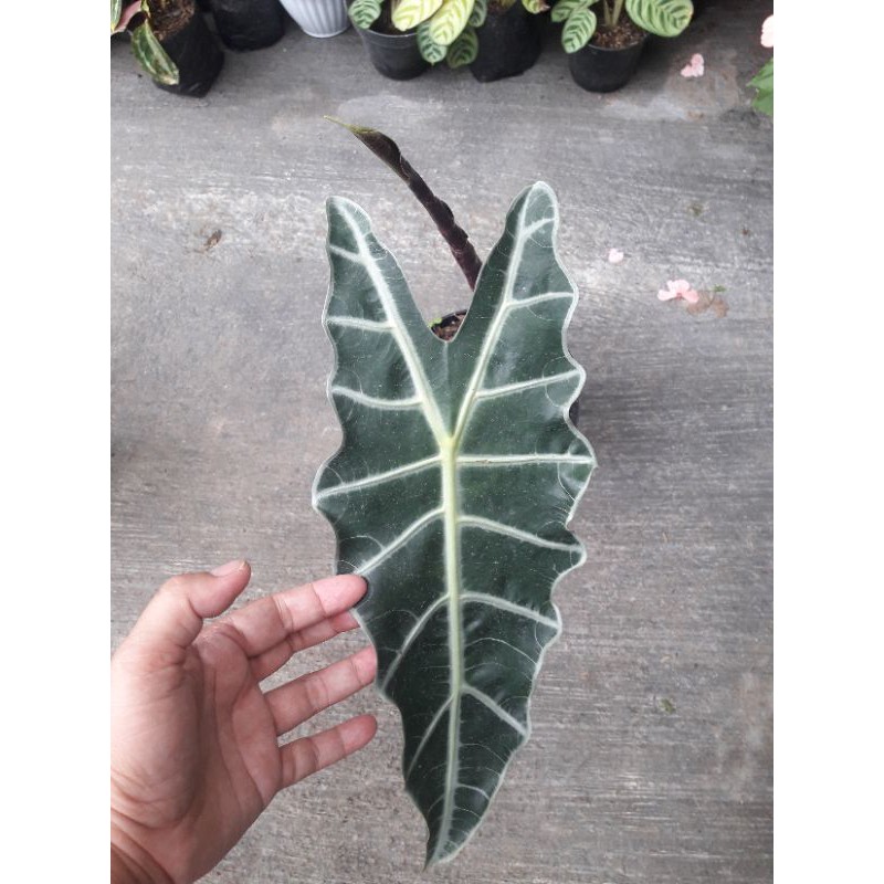 Alocasia Amazon