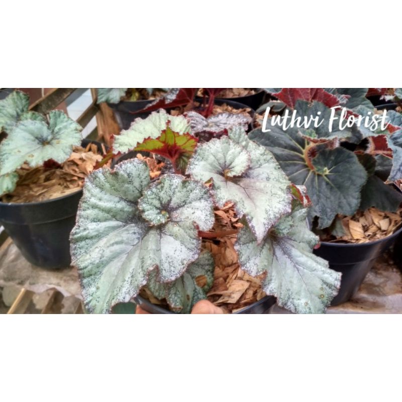 BEGONIA ESCARGOT / KEONG / SIPUT