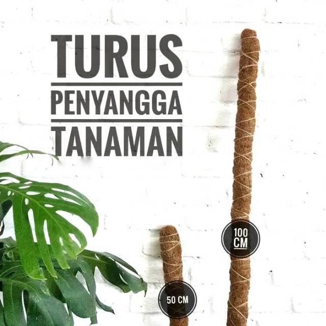 Turus - penyangga tanaman monstera deliciosa - rambatan tanaman - tiang penyangga tanaman