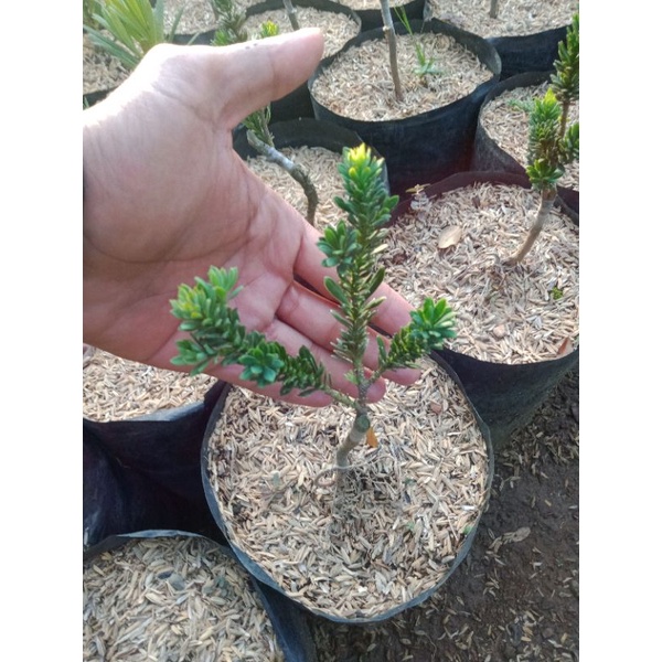 lohansung mikro (air brush.) super mikro