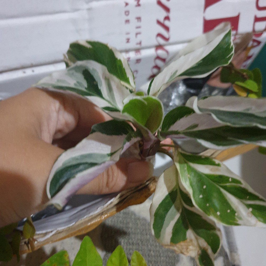 Calathea Tissue White Fussion