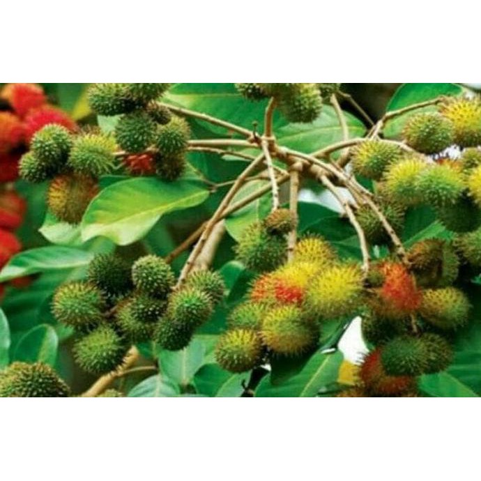 Bibit Pohon Rambutan Rapiah / Tanaman Buah Rambutan / Ropiah