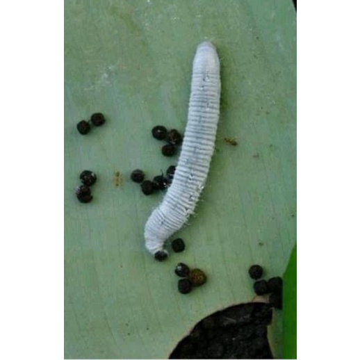 ulat pisang untuk pakan burung/umpan mancing